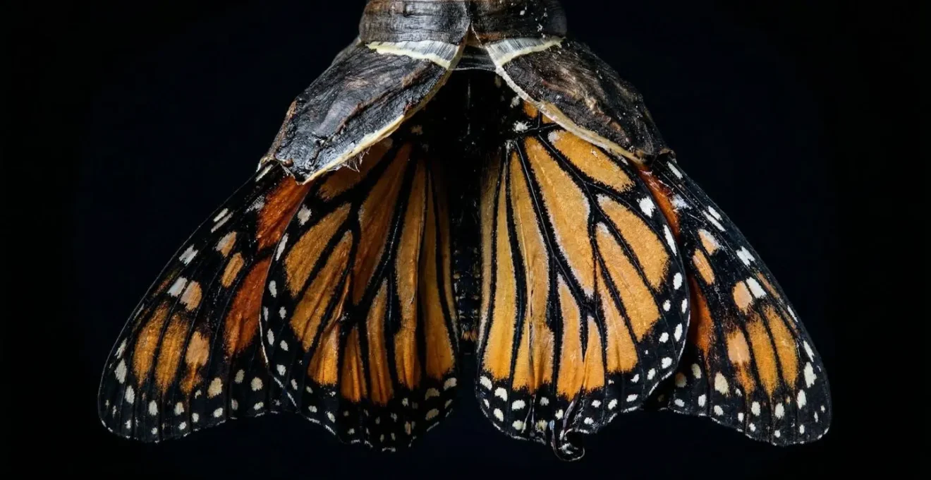 Métaphore visuelle du pivot entrepreneurial représentée par un papillon émergeant d'une chrysalide.